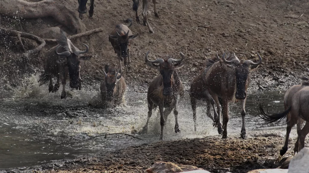 10 Days Camping Migration Safari – Masai Mara