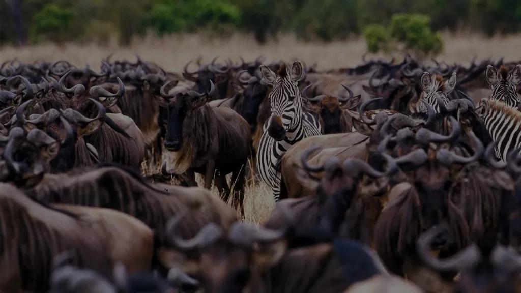 5 Days Wildebeest Migration Safaris