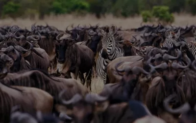 5 Days Wildebeest Migration Safaris