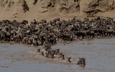 6 Days Serengeti Migration Safari