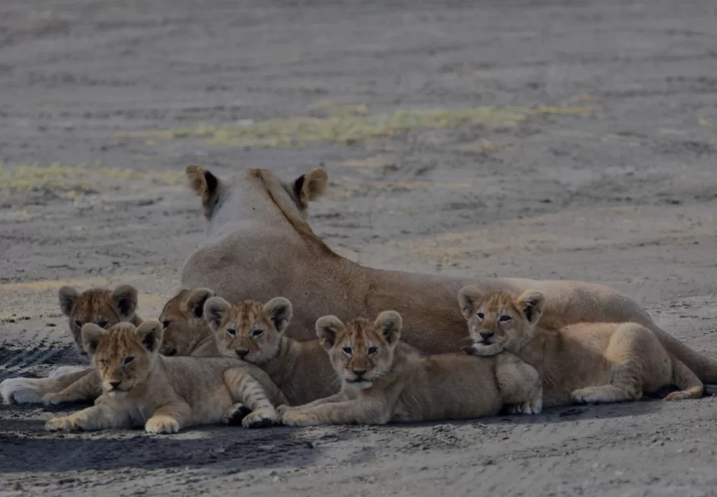 Katavi National Park Tanzania