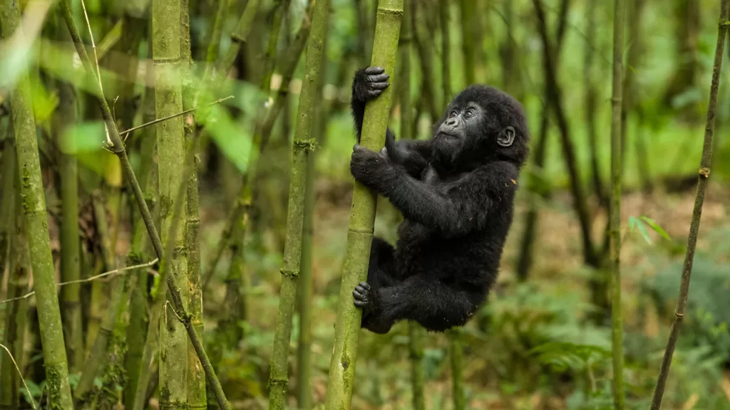 Mgahinga Gorilla Forest