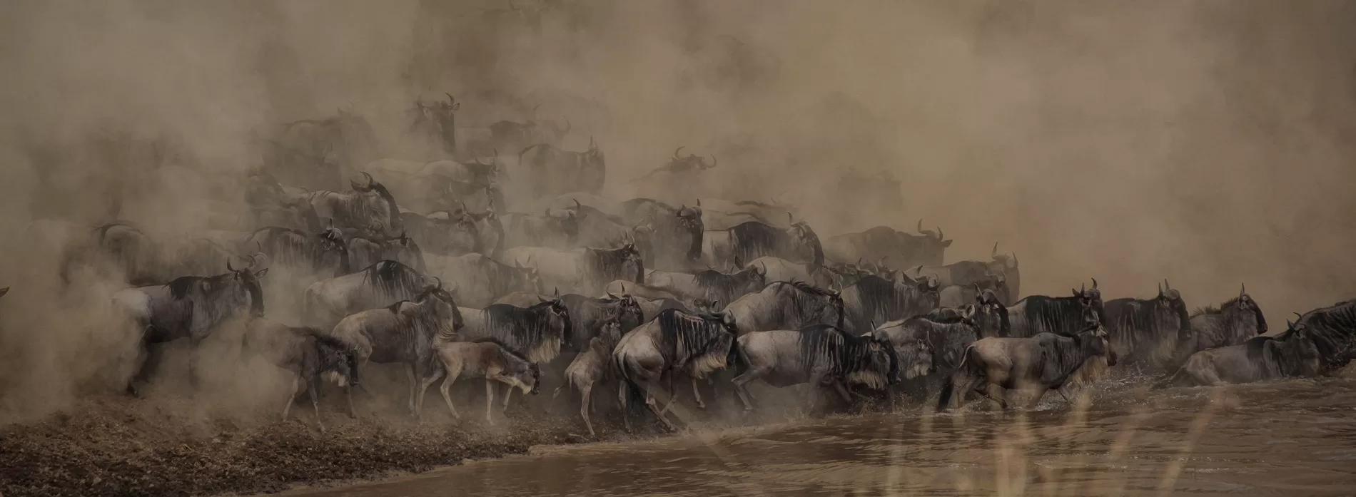 Tanzania Serengeti Wildebeest Migration