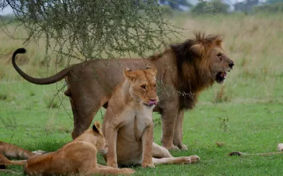 Tanzania Kenya Wildlife Safaris