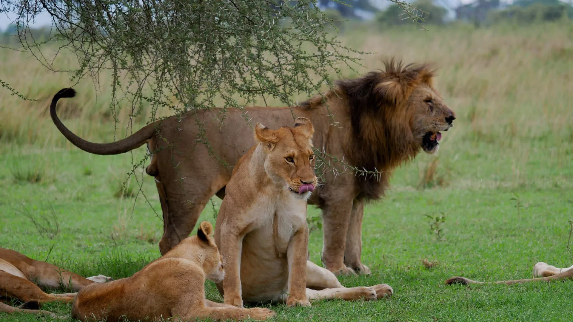 Tanzania Kenya Wildlife Safaris