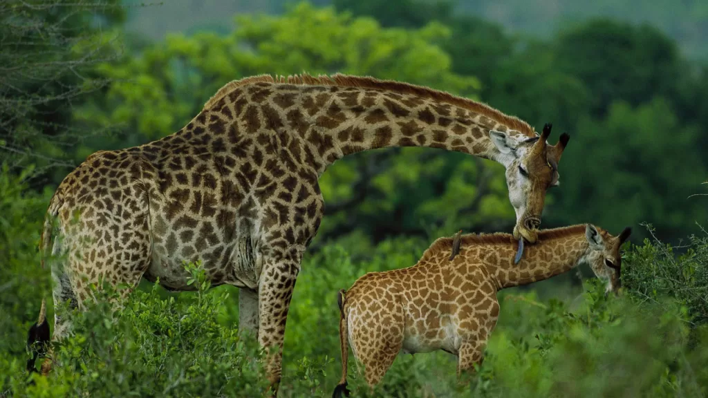 Arusha National Park