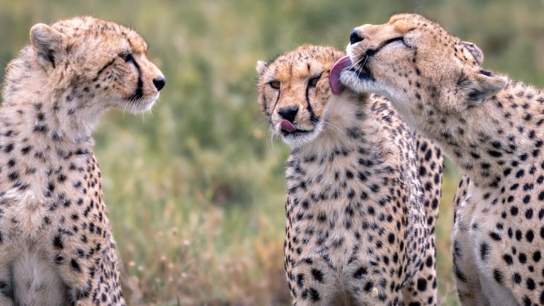 Three-young-cheetah-groom-each-other-Serengeti-Tanzania