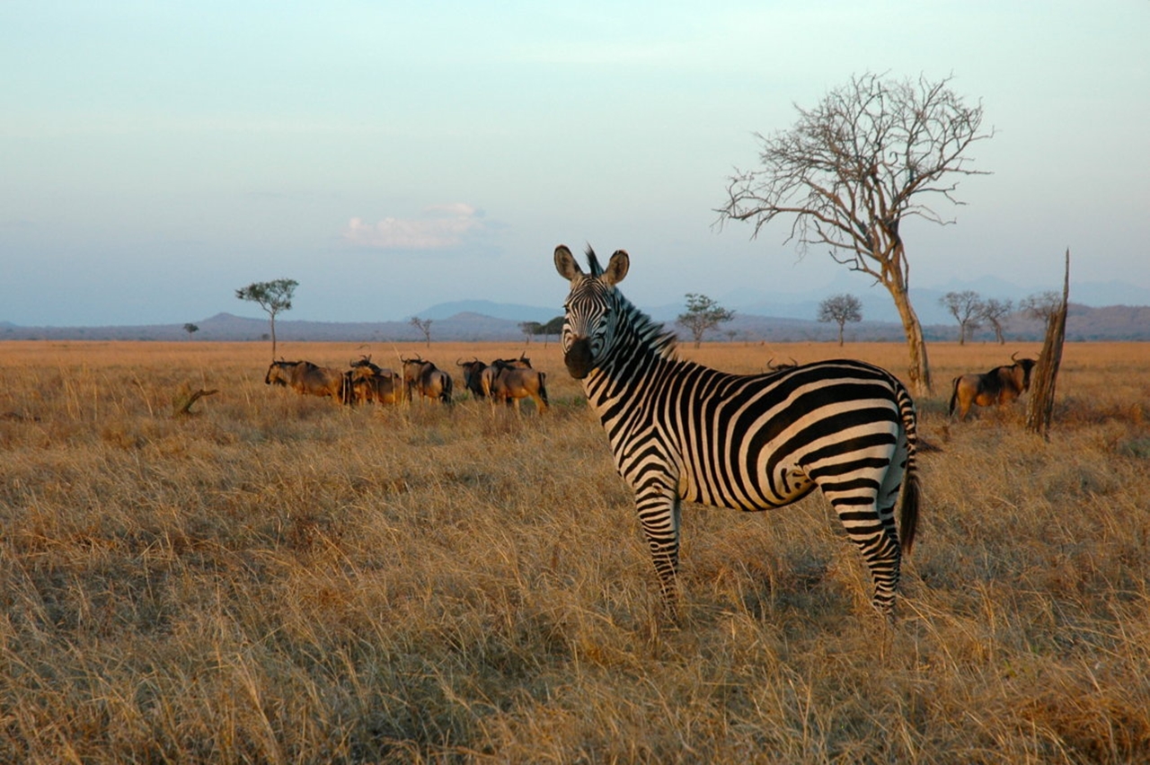 3-Day-Mikumi-Safari-from-Dar-es-Salaam