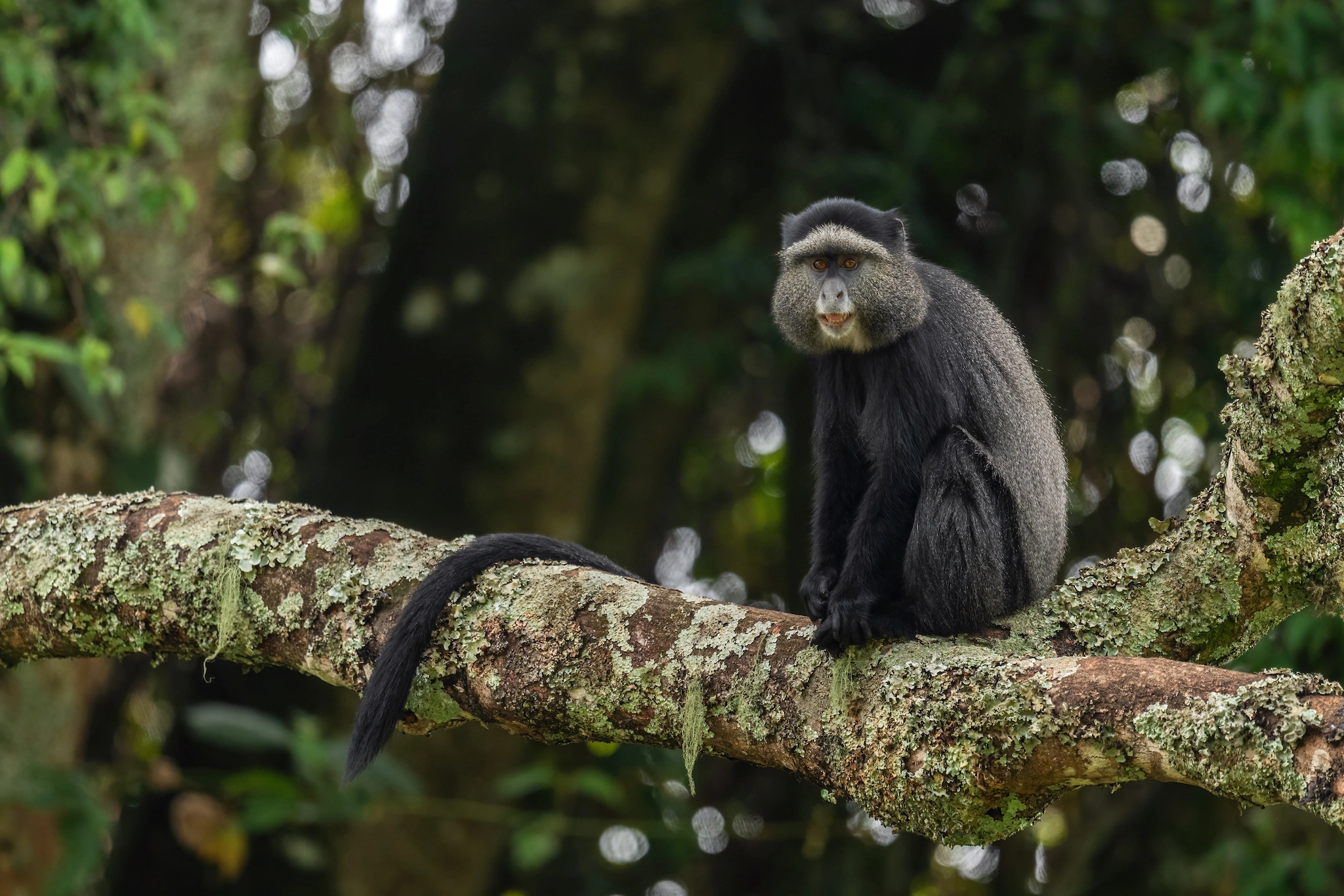 Gombe-Stream-National-Park-5