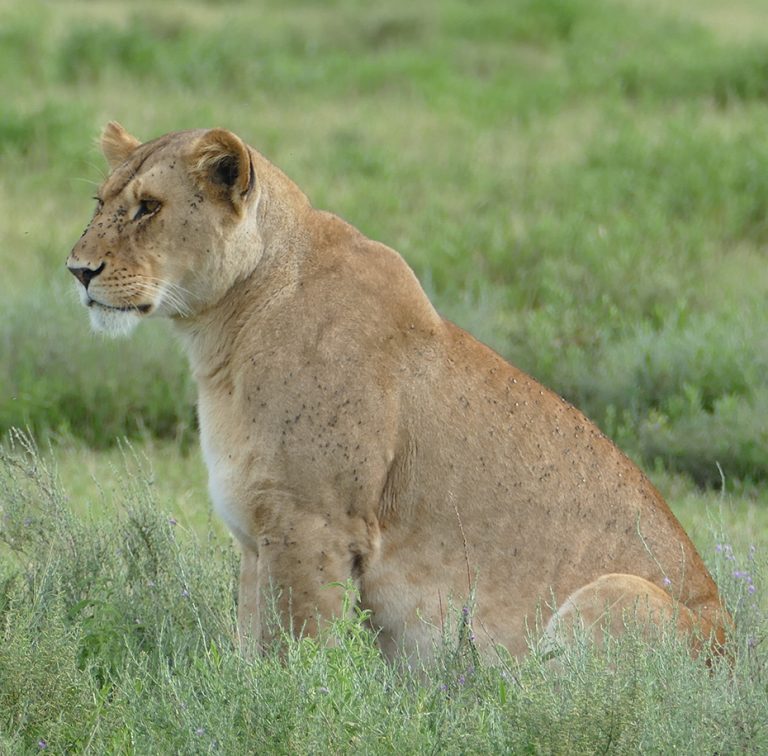 Mikumi-National-Park
