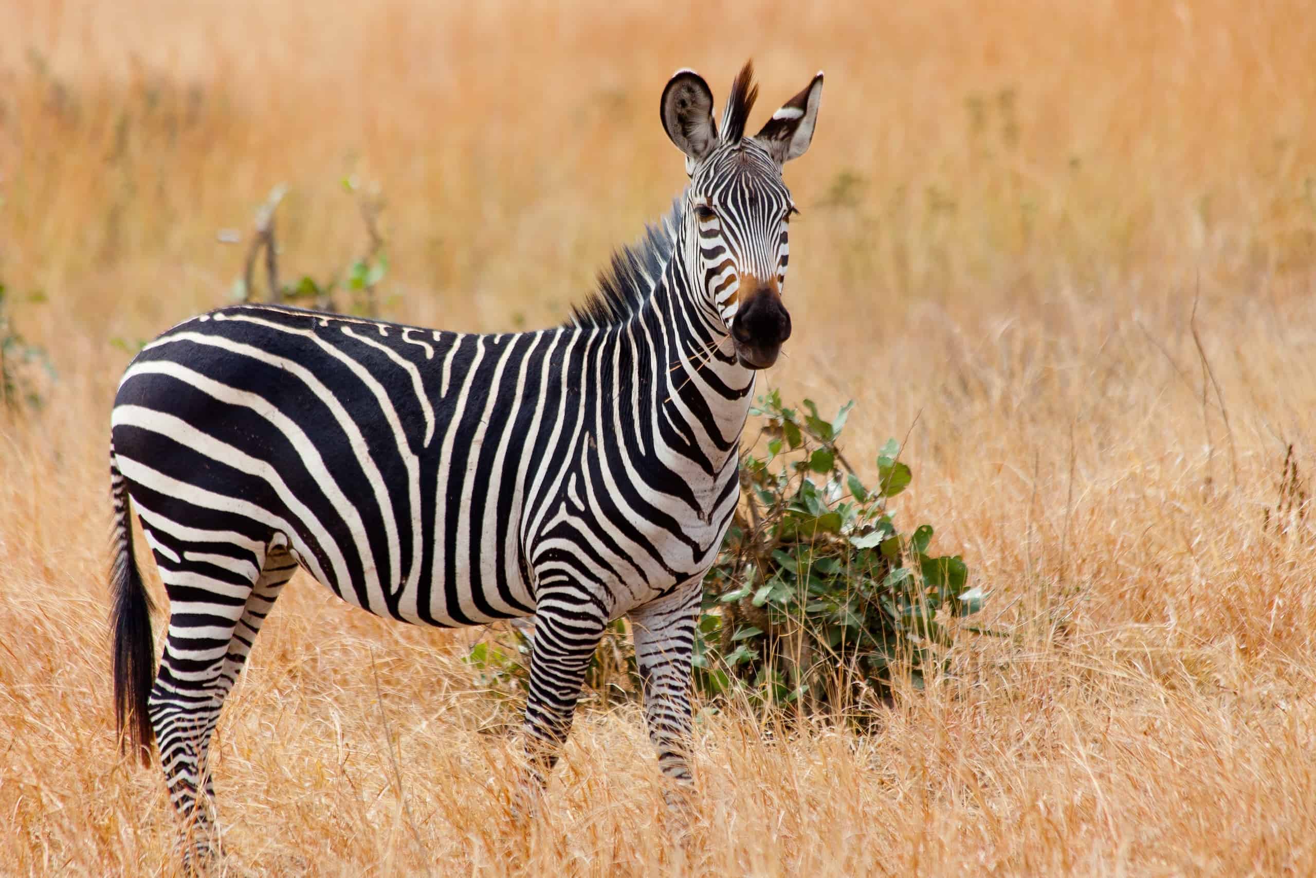 Wild zebra in the Mikumi national park. Tanzania, Africa