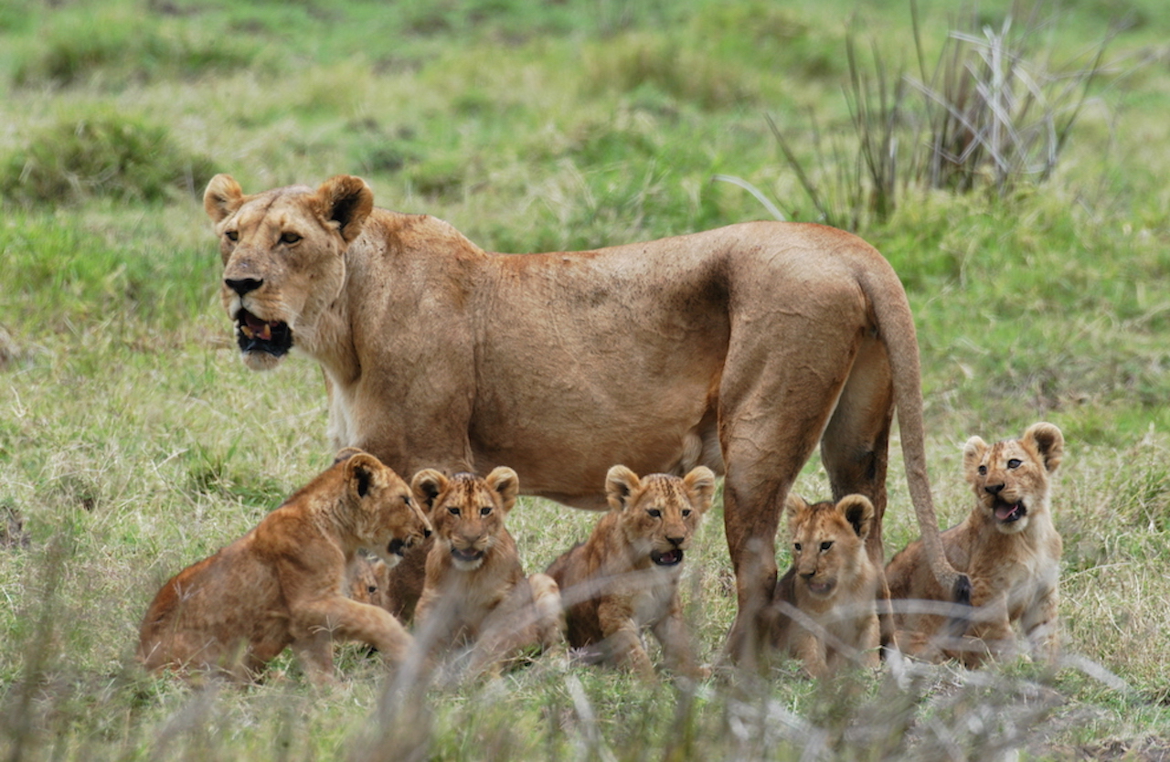 Mikumi-safari-lion-pride
