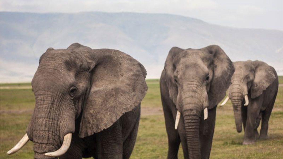 Nyerere-National-Park-1200x675-1