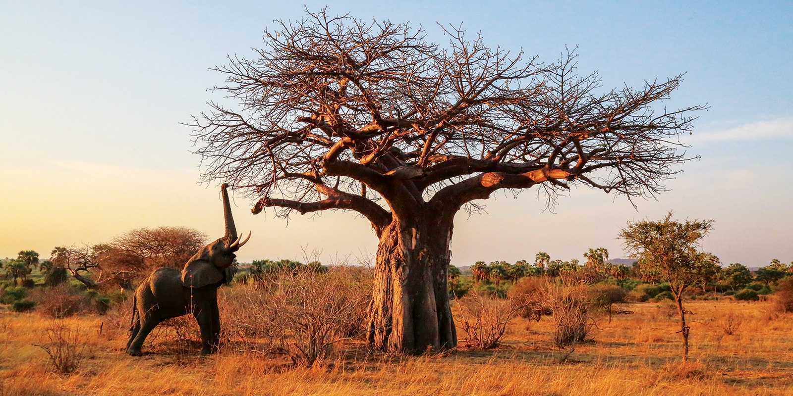 Ruaha-NP-2