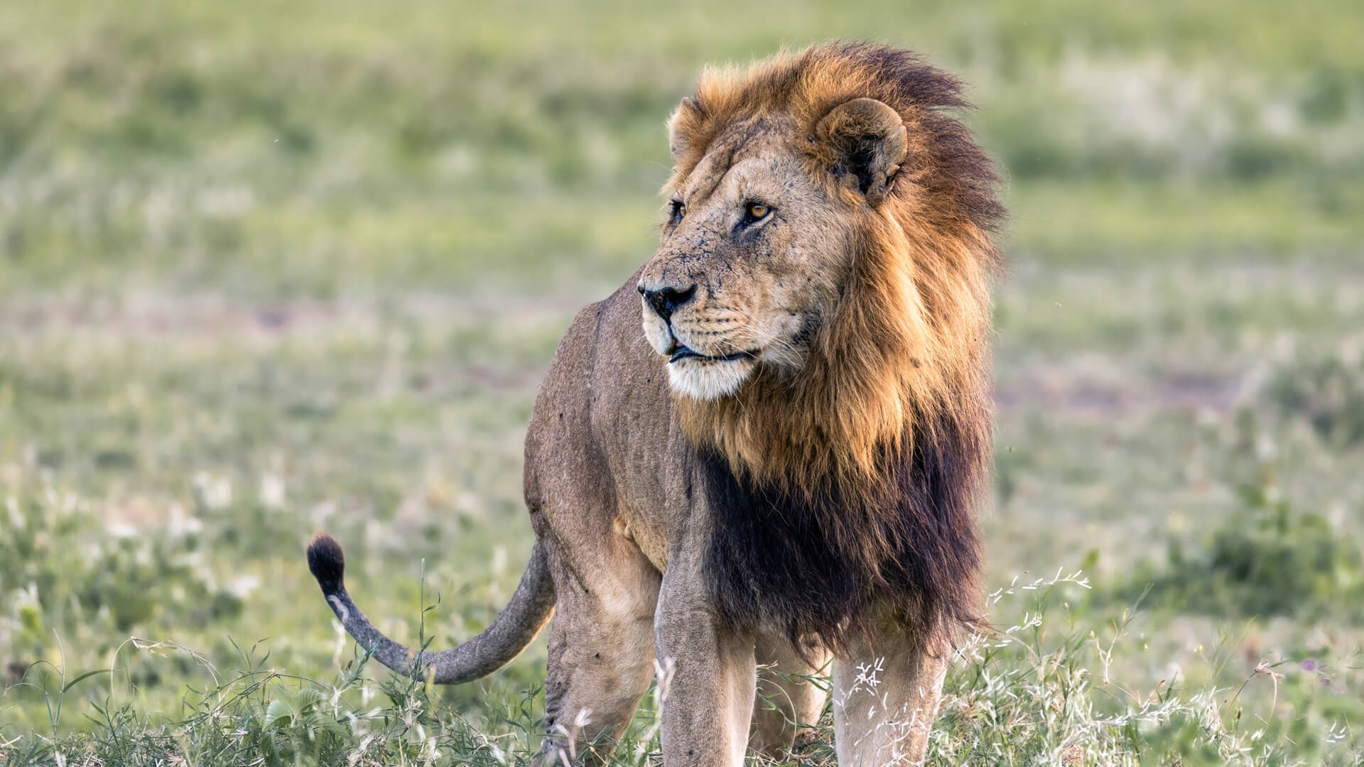 Serengeti