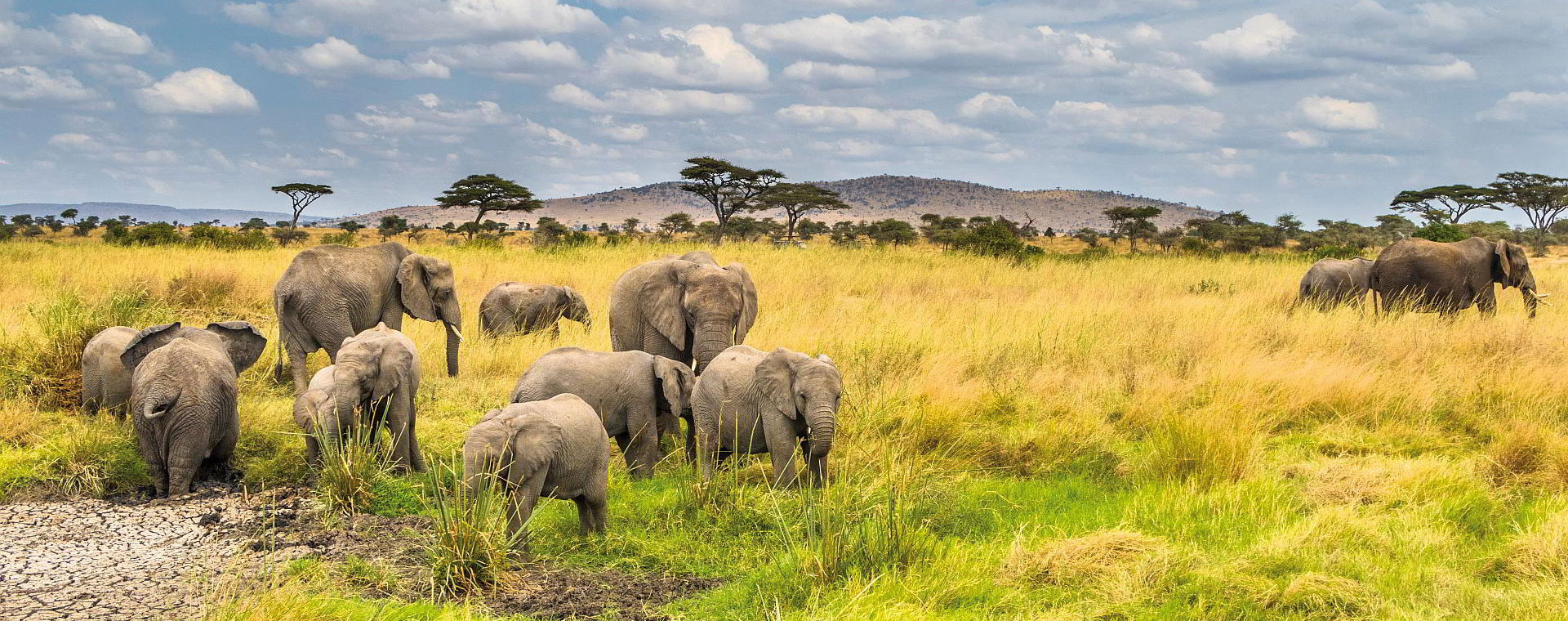 nyerere-national-park-banner