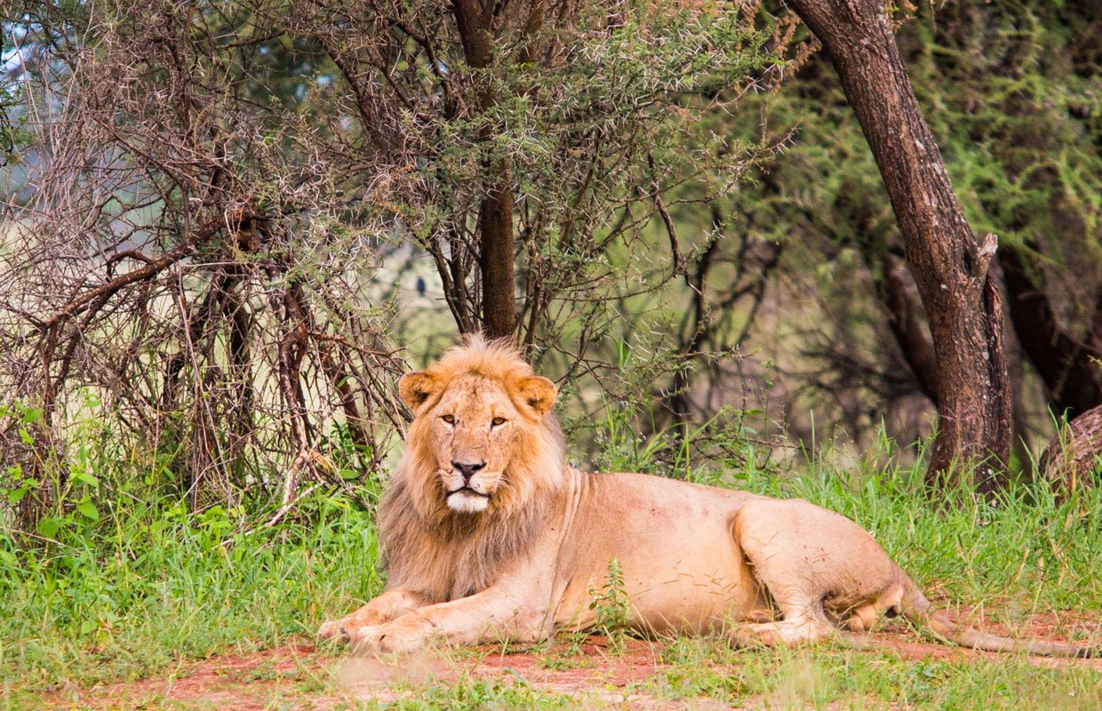 ruaha-national-park2