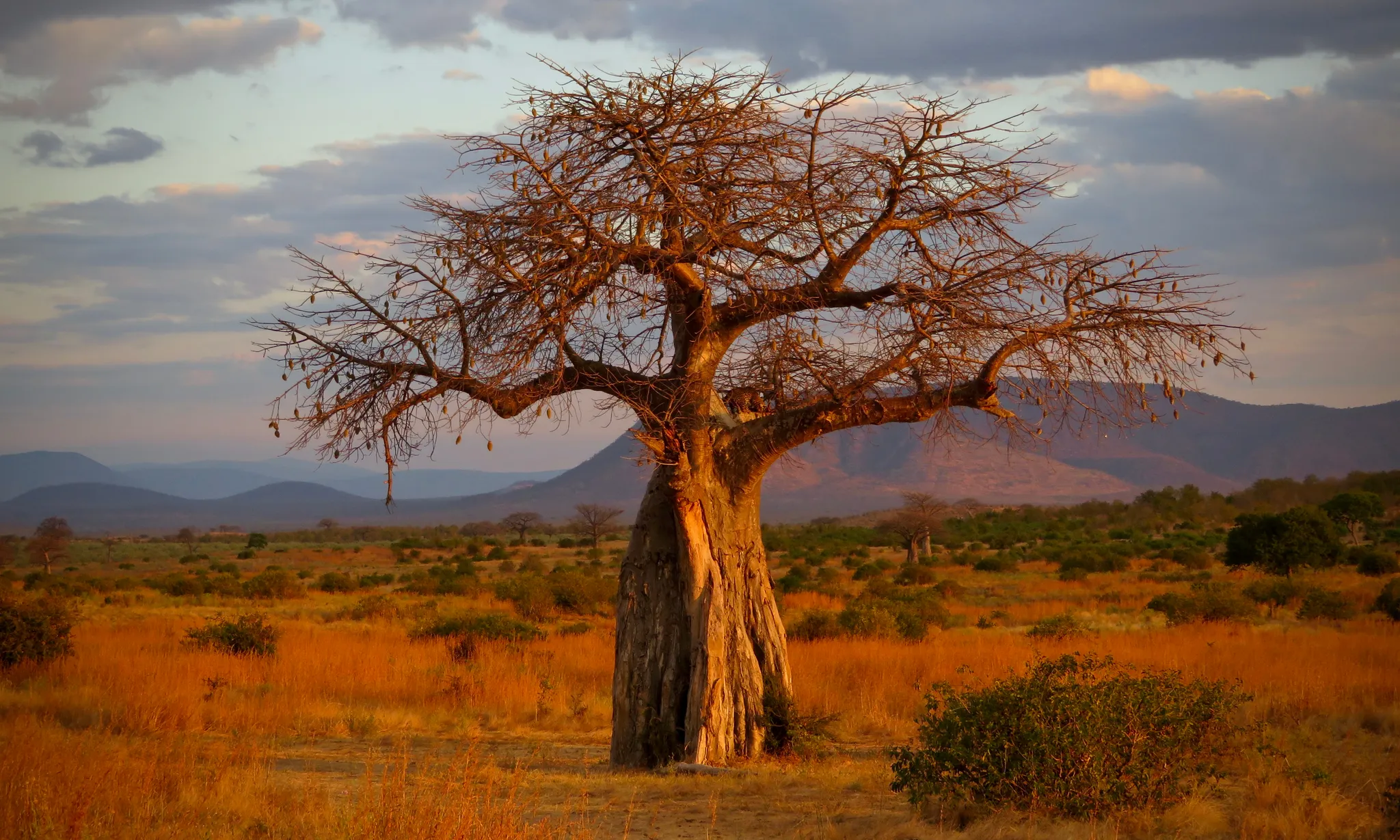 ruaha