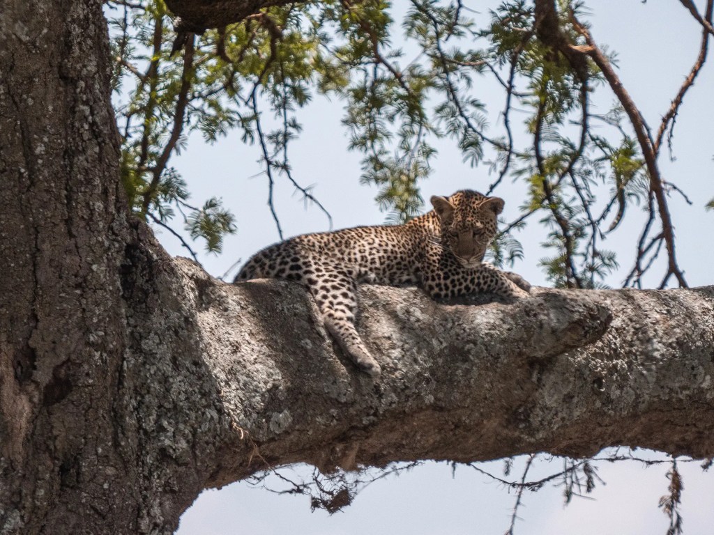 serengeti-safari-P1577300-s