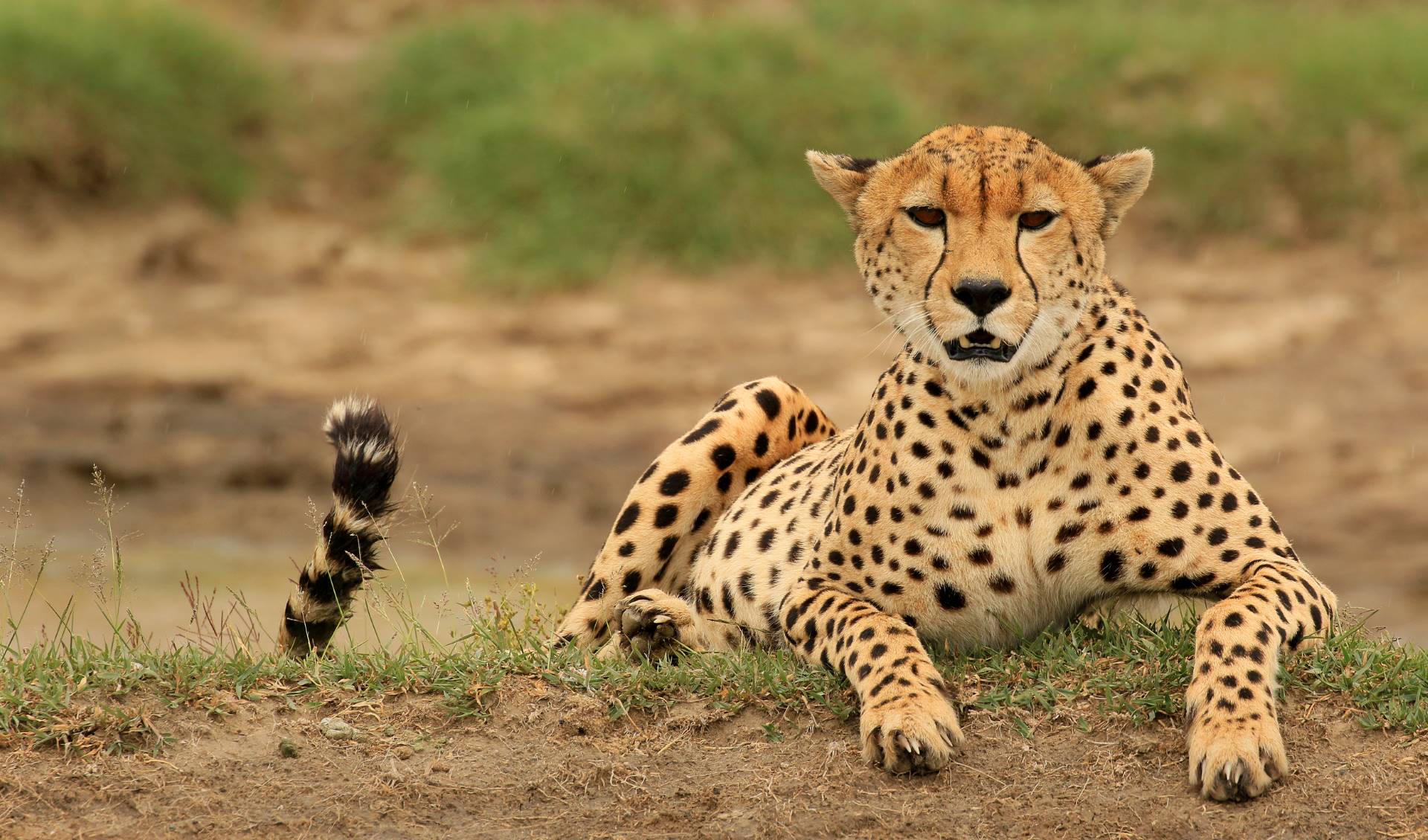 Cheetah-in-Tanzania