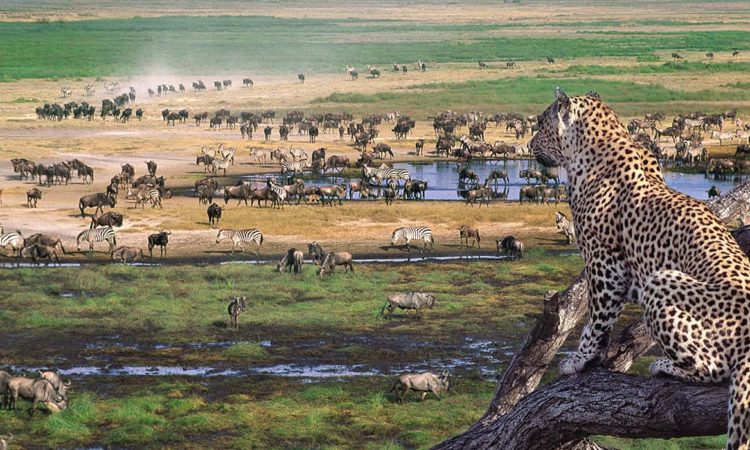 Ngorongoro-