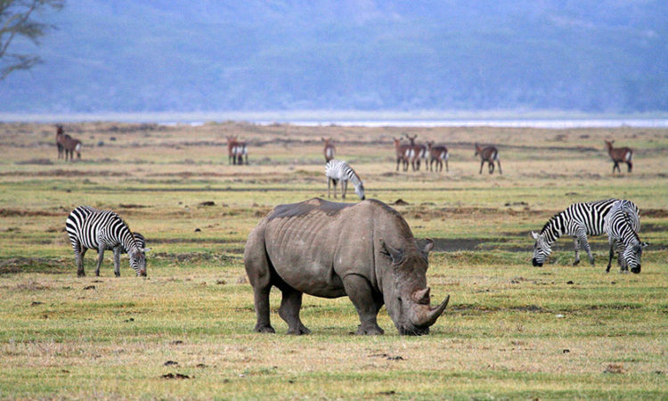 Ngorongoro-750x450-1