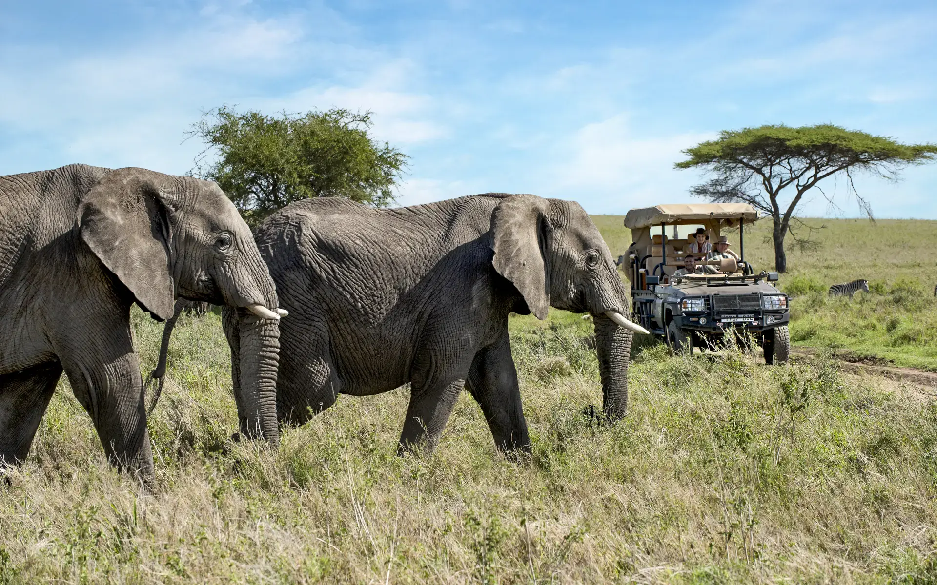 Safari-Game-Drive