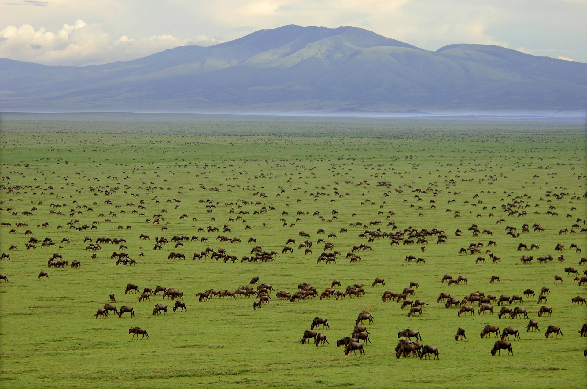 Serengeti_Gnus_7765