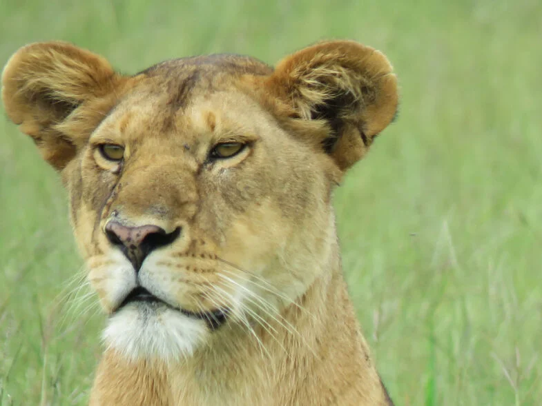 Taste-of-Serengeti-Safari-from-Mwanza-1049x589x132x0x785x589x1728415115