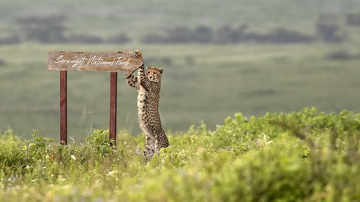 a-serengeti-national-park