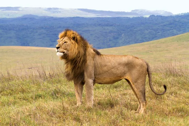 lion-Ngorongoro-Conservation-Area