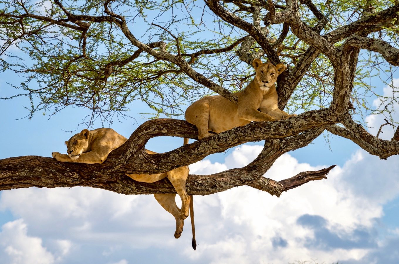 lion on tree