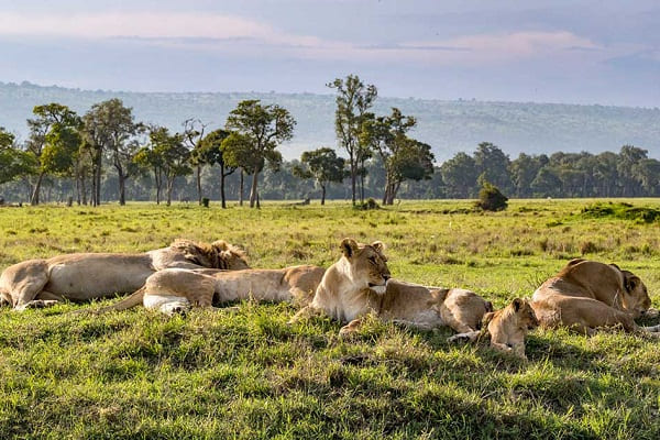 lions-serengeti-nat-park
