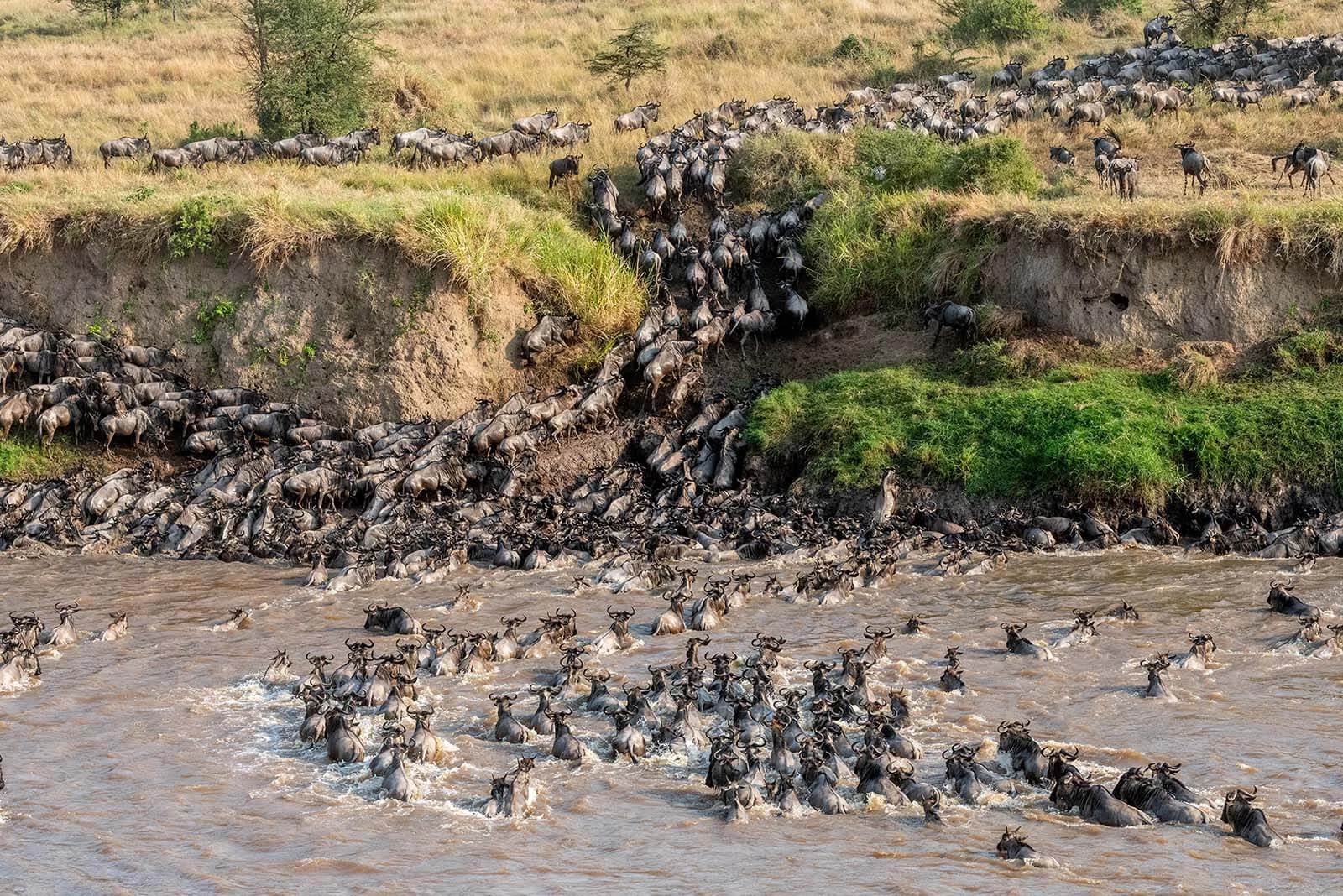 mara-great-migration