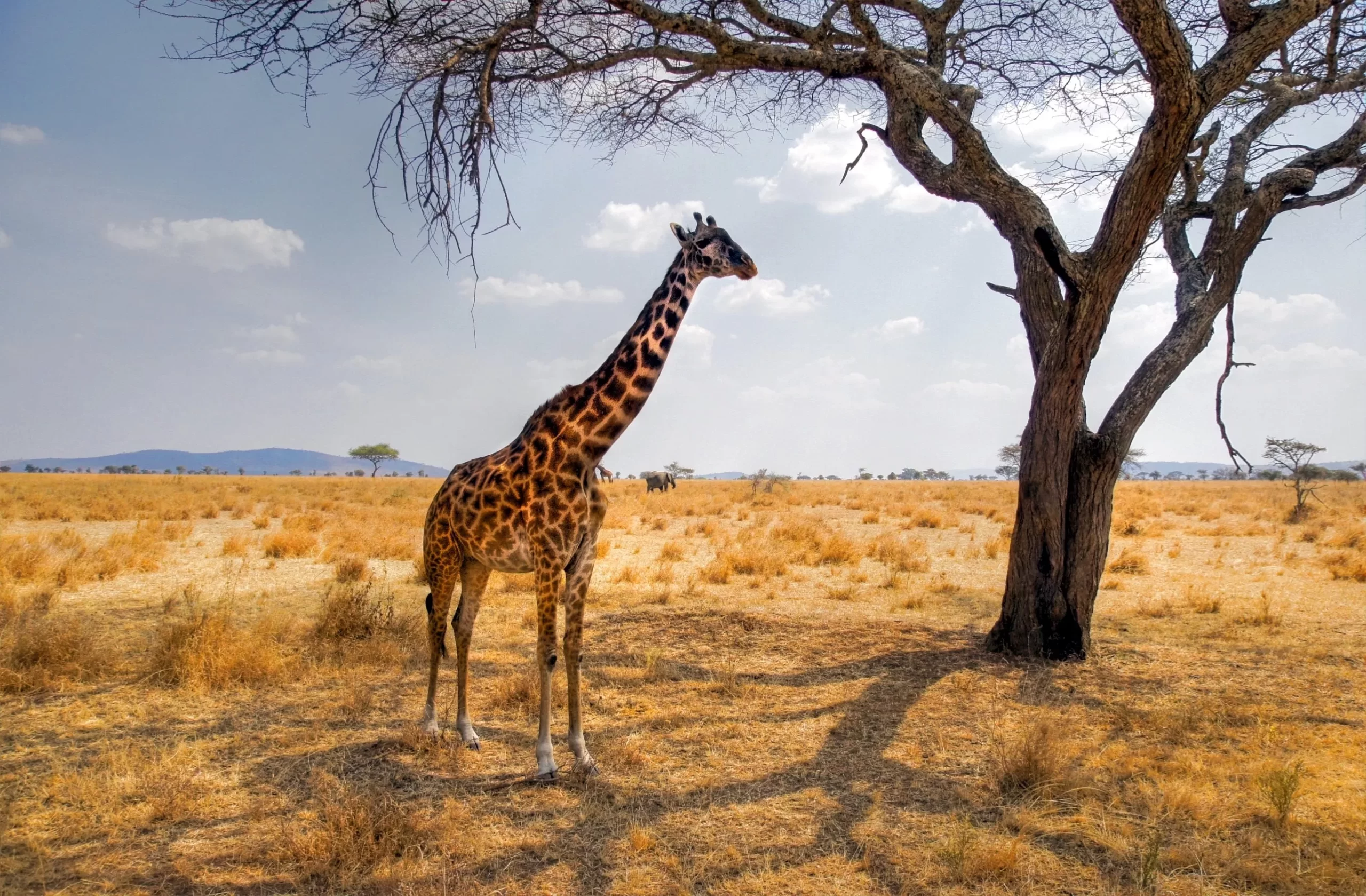 serengeti-giraffe-