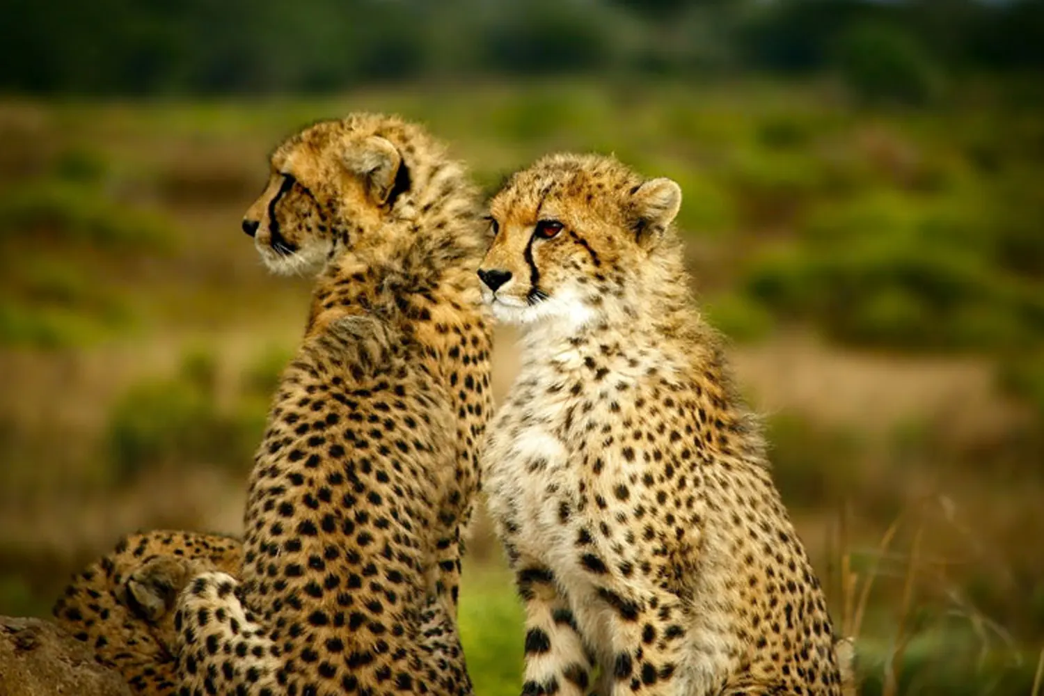 serengeti-safari-2-days