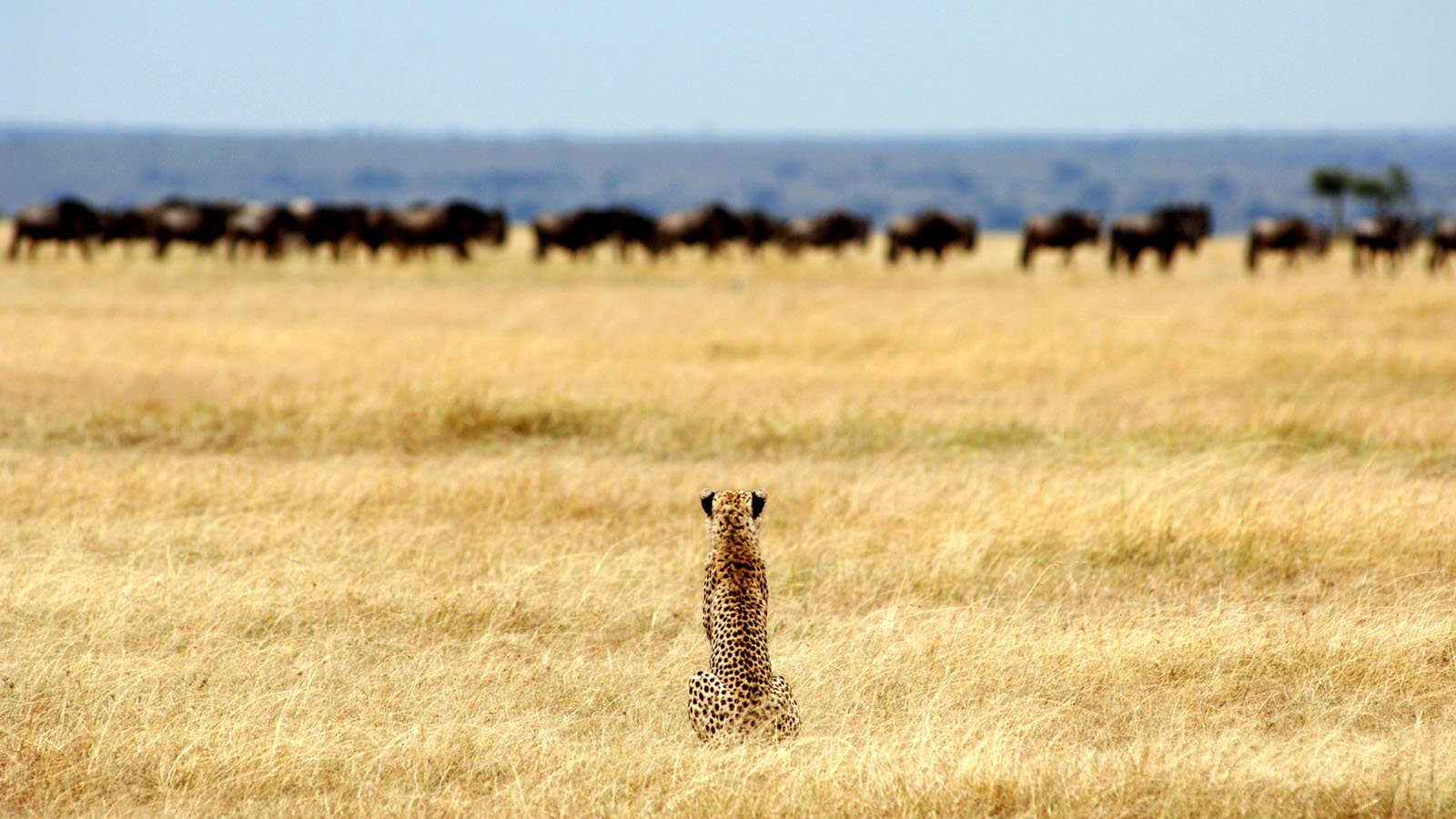 serengeti=401193-300