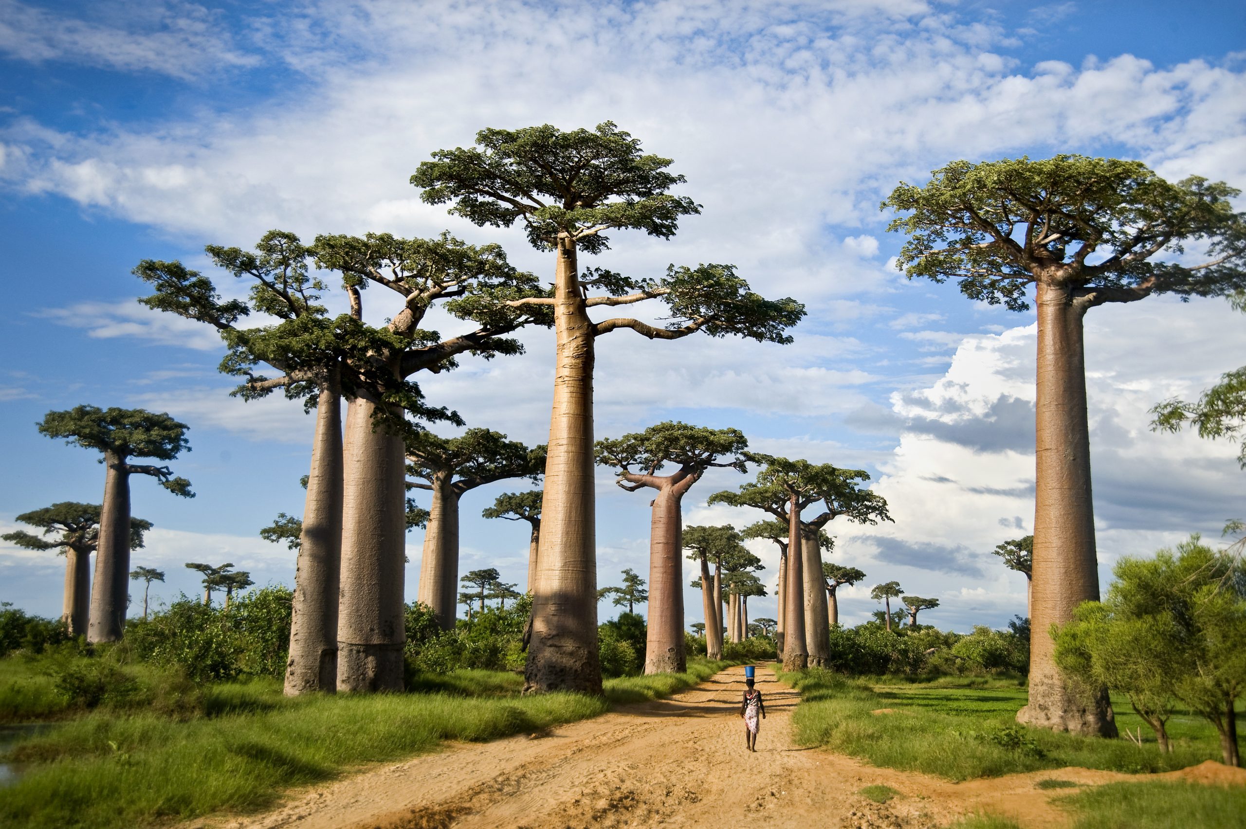 tarangire