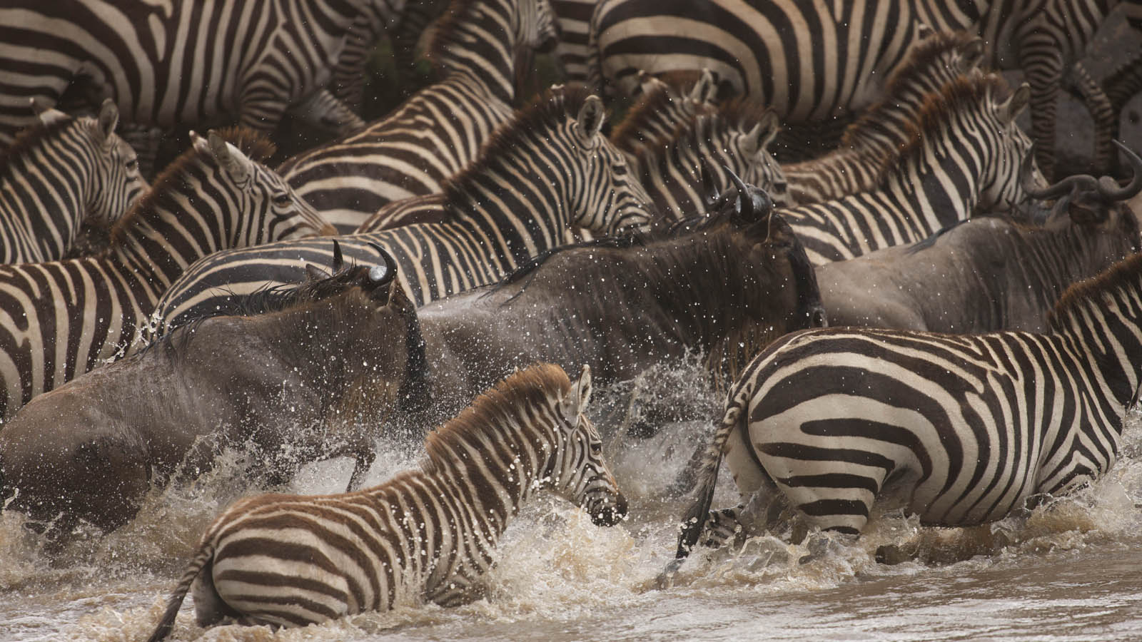 the-great-migration