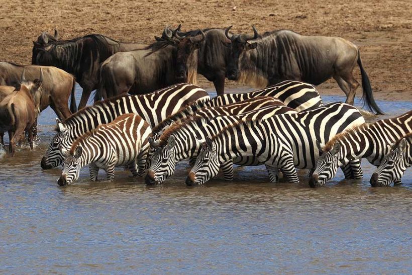 wildbeest